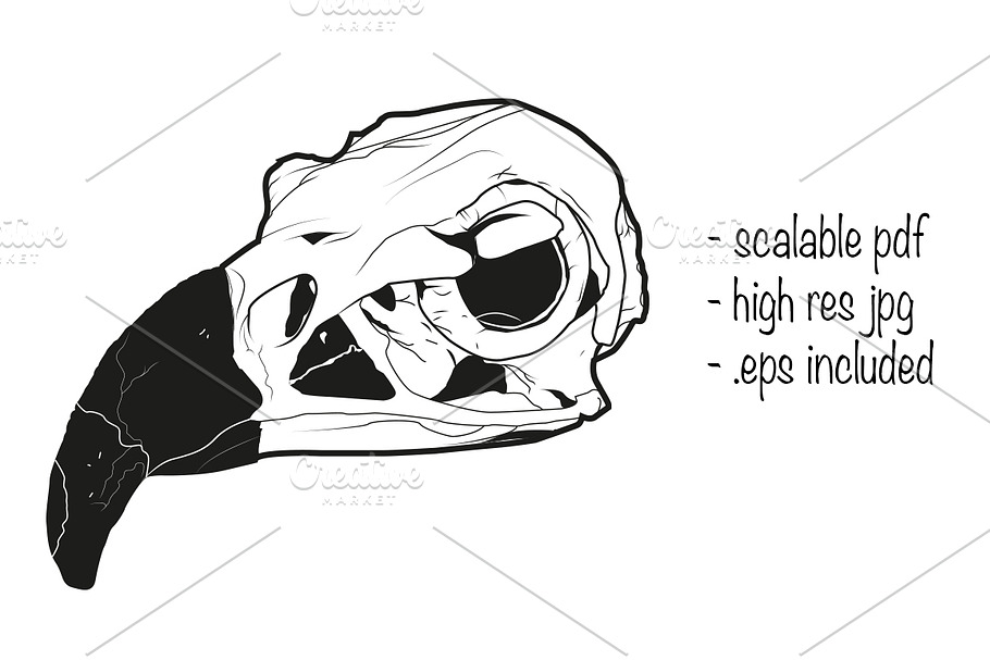 Vulture skull illustration in Illustrations - product preview 8