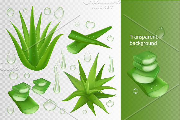 Aloe vera vector set in Illustrations - product preview 1