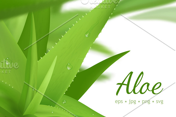 Aloe vera vector set in Illustrations - product preview 3