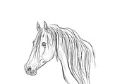 head of horse, sketch style
