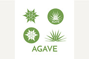 Agave plant green flower