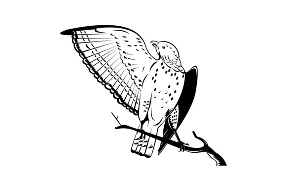 Broad Winged Hawk Perched in Illustrations - product preview 8