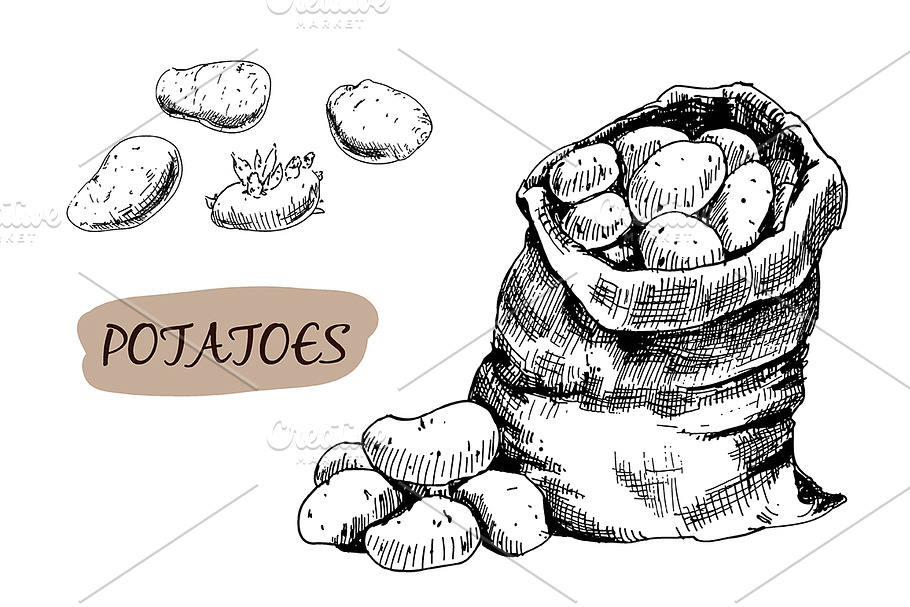 Potatoes. Hand drawn graphic in Illustrations - product preview 8