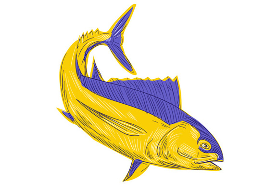 Albacore Tuna Fish Drawing