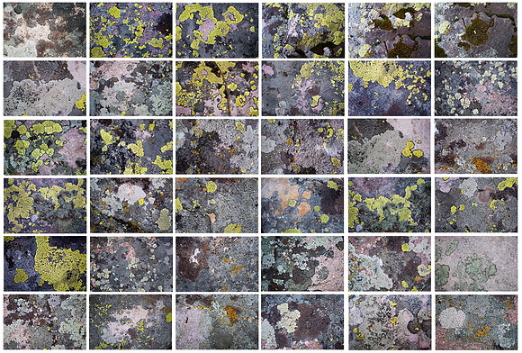 36 Lichen Textures in Textures - product preview 1
