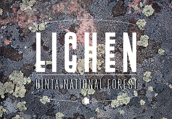 36 Lichen Textures in Textures - product preview 2