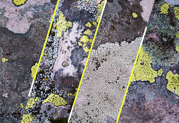 36 Lichen Textures in Textures - product preview 3