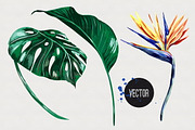 Tropical flower,leaves illustration