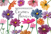 Cosmos flowers watercolor clipart