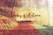 Shades of Autumn