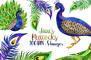 Watercolor Peacock Clipart