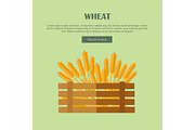 Wheat Concept