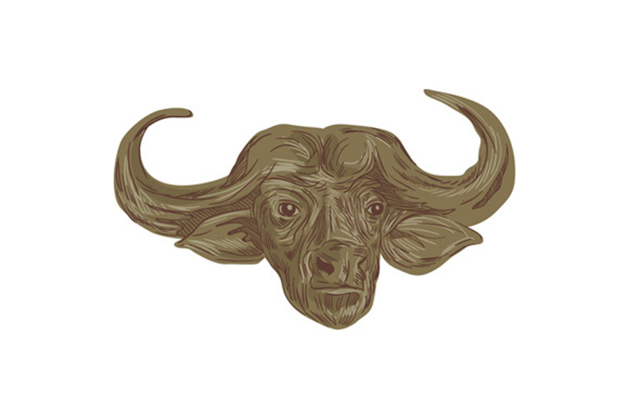 African Buffalo Head Drawing in Illustrations - product preview 8