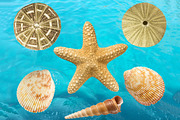 Set of 6 seashells