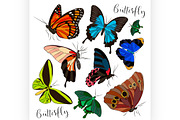 collection of colorful butterflies.