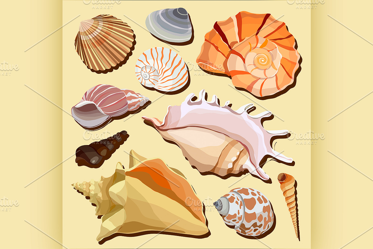  hand drawn seashell icons in Illustrations - product preview 8