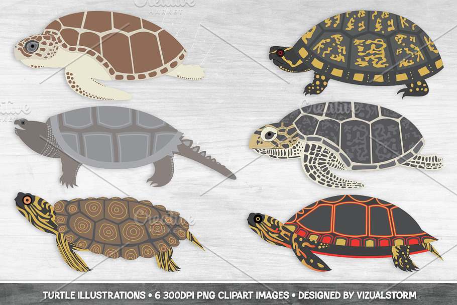 Turtle Clipart Illustrations