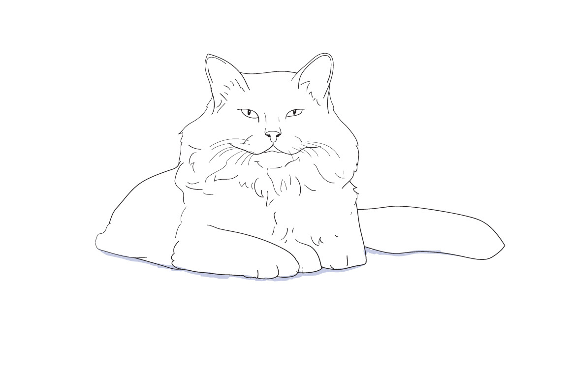 White furry cat laying on white CustomDesigned Illustrations