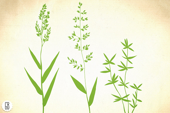 Wild herbs, hair grass, wheat in Illustrations - product preview 3