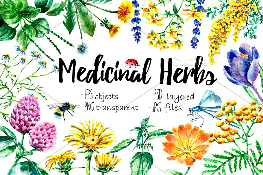 Watercolor medicinal herbs