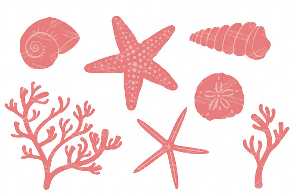 Vintage Vector Seashells in Illustrations - product preview 3