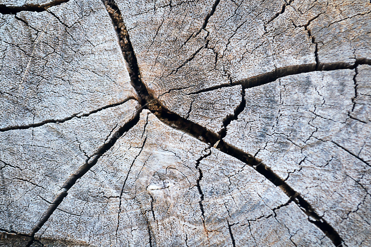 texture of growth rings tree in Textures - product preview 8