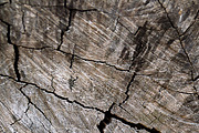 texture of bark tree 