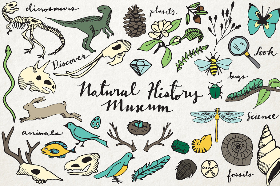 Natural History Illustration Pack