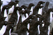 Penguins of Antarctica Collection