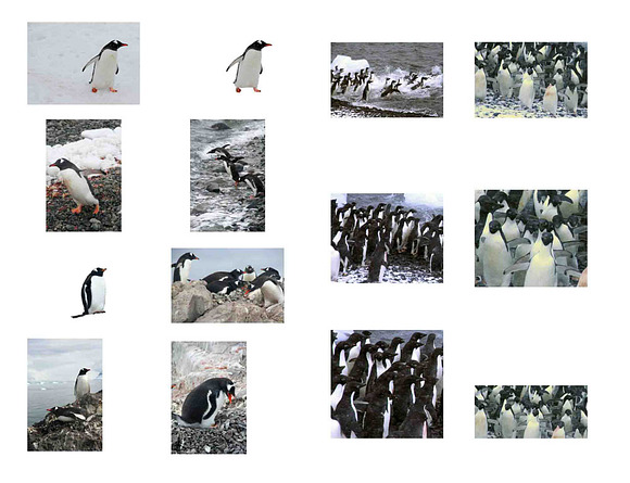 Penguins of Antarctica Collection in Illustrations - product preview 1