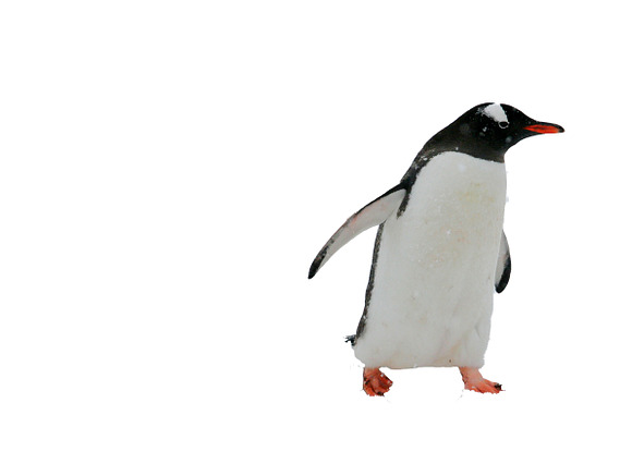 Penguins of Antarctica Collection in Illustrations - product preview 3