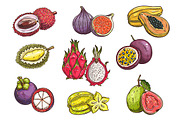 Tropical and exotic fruits sketches