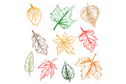 Red, yellow, brown and green leaves