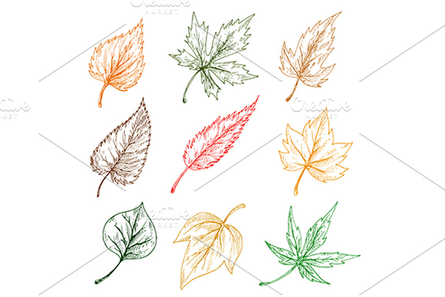 Tree and plant leaves sketches in Graphics - product preview 8