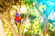 Bright parrot in Loro Park, Tenerife