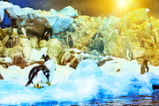 Penguins on the artificial glacier