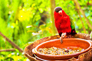 Bright parrot is feeding from bowl