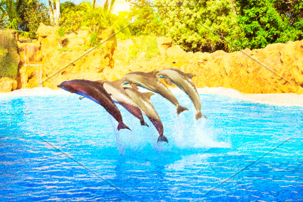 Dolphins Show in pool