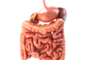 Digestive system. Animated