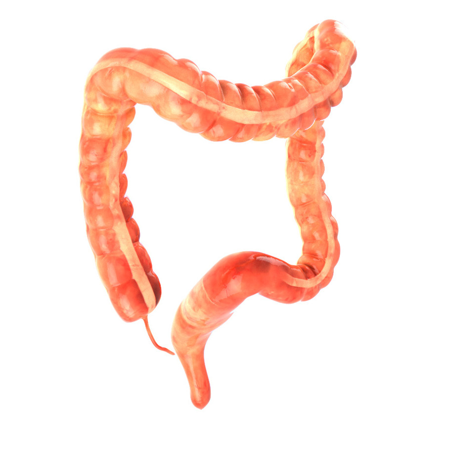 Human colon. Animated in People - product preview 1