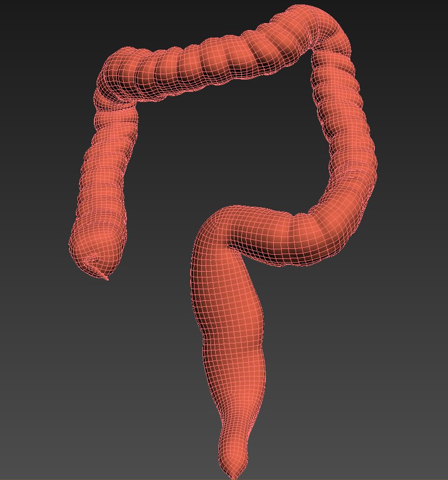 Human colon. Animated in People - product preview 3