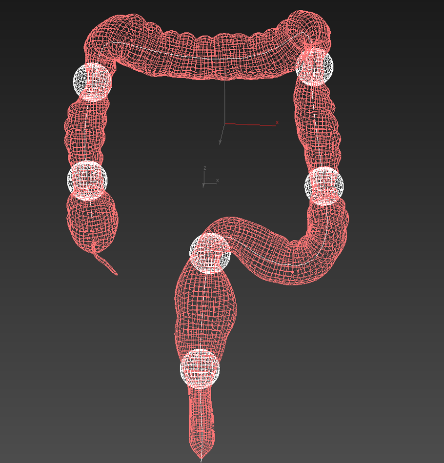 Human colon. Animated in People - product preview 4