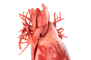 Human heart animated v3