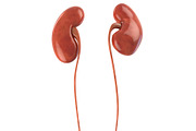 Human kidneys