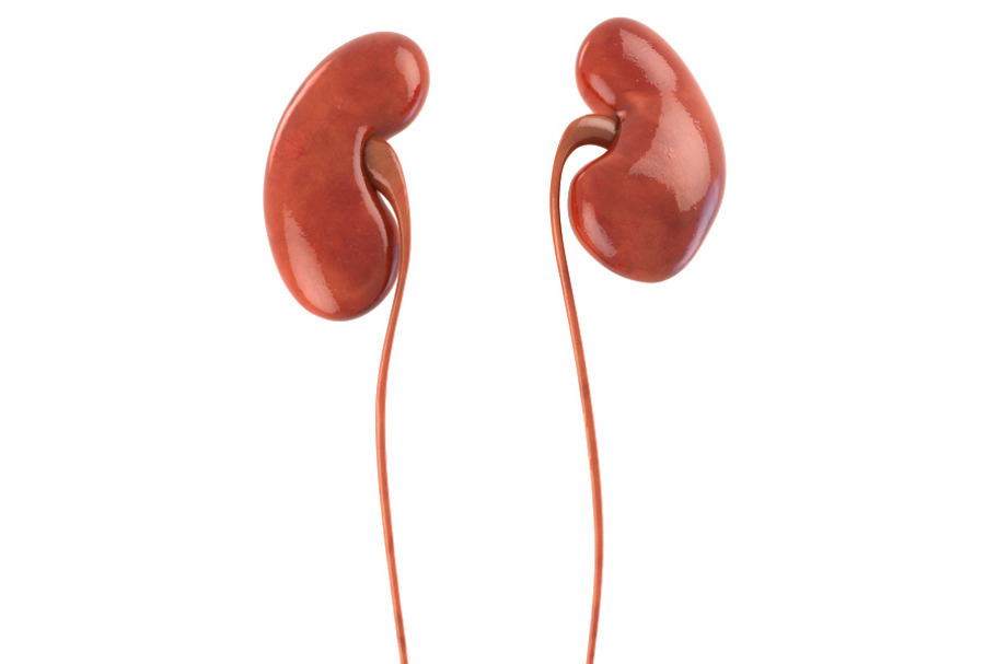 Human kidneys in People - product preview 8
