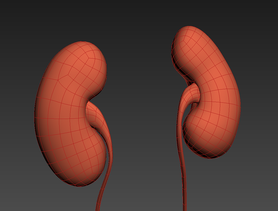 Human kidneys in People - product preview 5