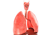 Lungs animated