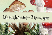 10 Watercolor Mushroom Set + 3 Bonus