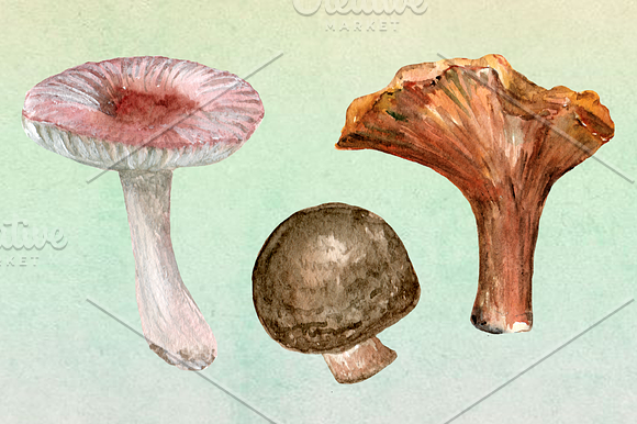 10 Watercolor Mushroom Set + 3 Bonus in Objects - product preview 1