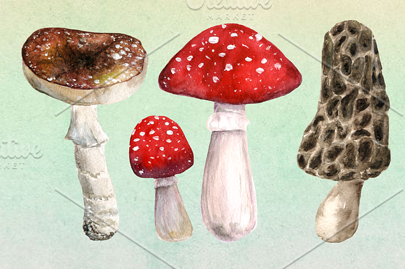 10 Watercolor Mushroom Set + 3 Bonus in Objects - product preview 2